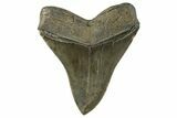 Serrated, Fossil Megalodon Tooth - South Carolina #344554-2